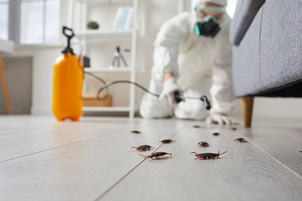 Post-Treatment Bed Bug Interceptor Monitoring in San Bernardino